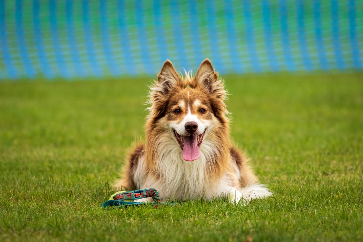 Les erreurs à éviter lors de l&rsquo;adoption d&rsquo;un chien