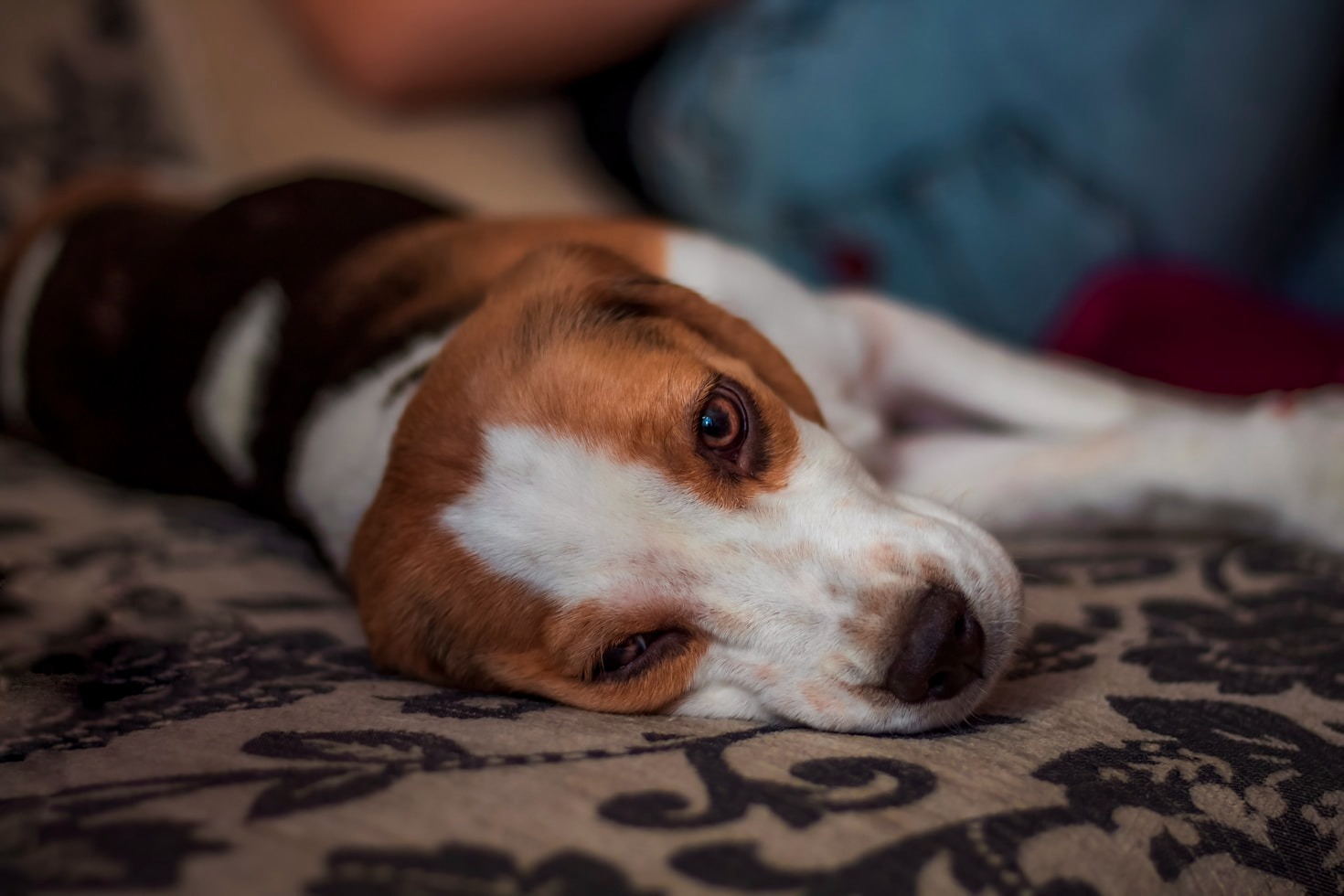 Comment choisir le bon chien pour votre famille