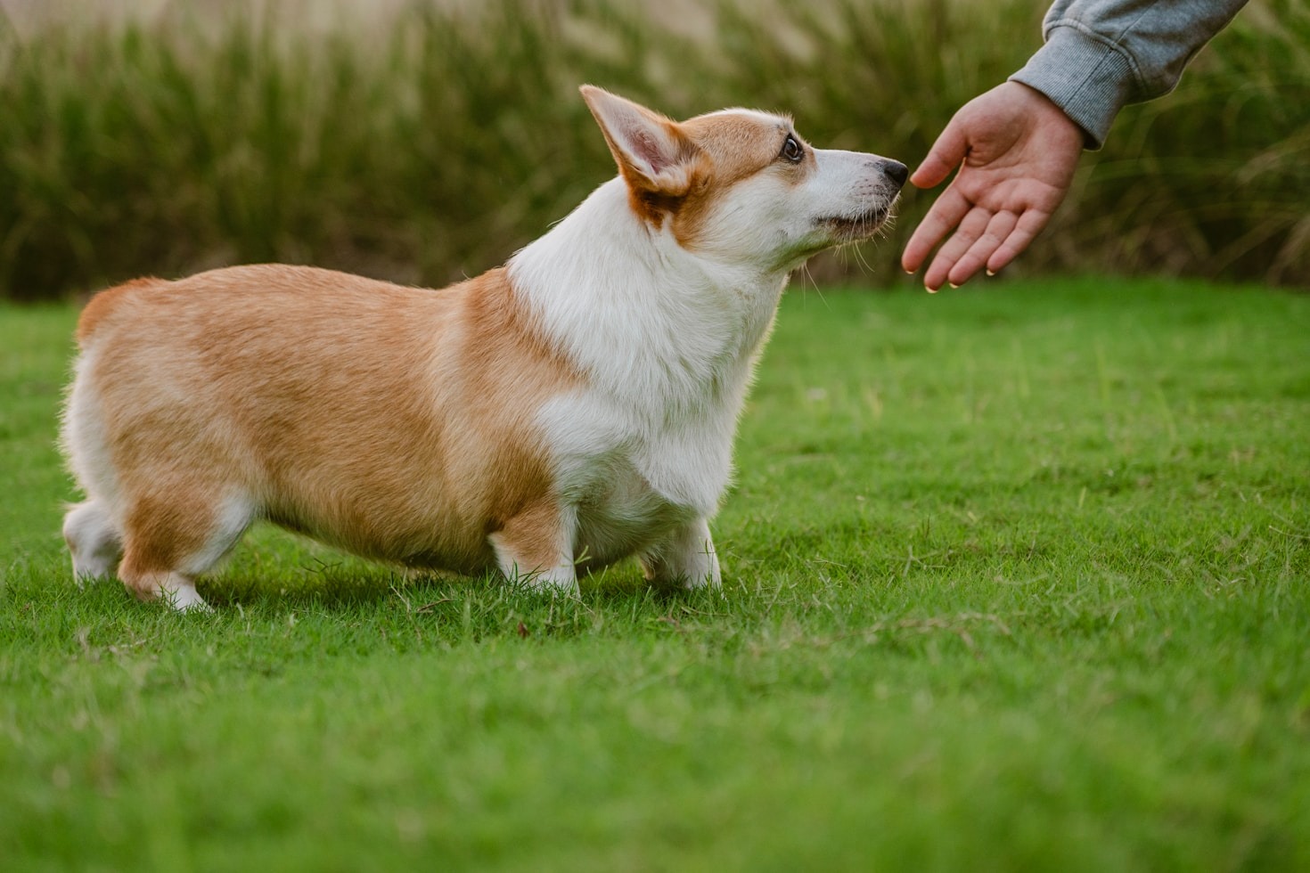 Alimentation saine pour une vie canine épanouie