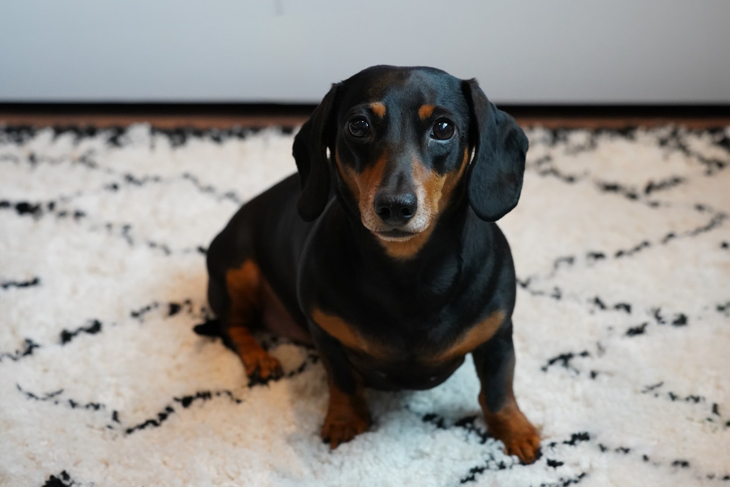 Activités pour renforcer le lien avec votre chien